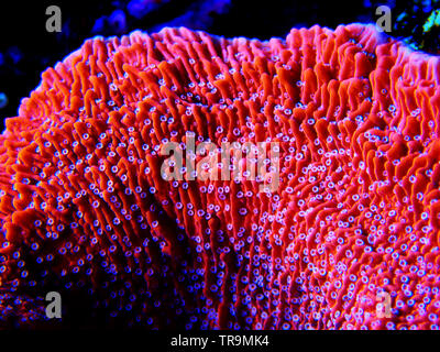 Montipora Candy Cap Coral, - (Montipora capricornis) Stockfoto
