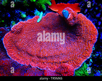 Montipora Candy Cap Coral, - (Montipora capricornis) Stockfoto