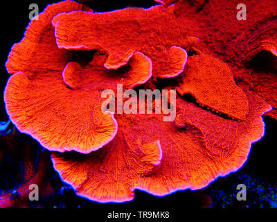 Montipora Candy Cap Coral, - (Montipora capricornis) Stockfoto