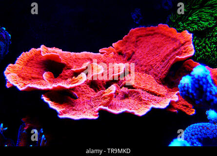 Montipora Candy Cap Coral, - (Montipora capricornis) Stockfoto