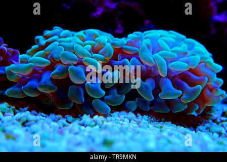 Euphyllia LPS Korallen in Nahaufnahme in Reef Aquarium Stockfoto