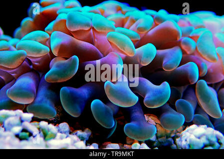 Euphyllia LPS Korallen in Nahaufnahme in Reef Aquarium Stockfoto