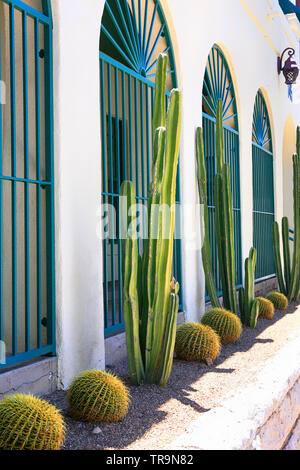 Kakteen entlang der Außenwand des Pueblo Hotel in der Innenstadt von Tucson AZ Stockfoto