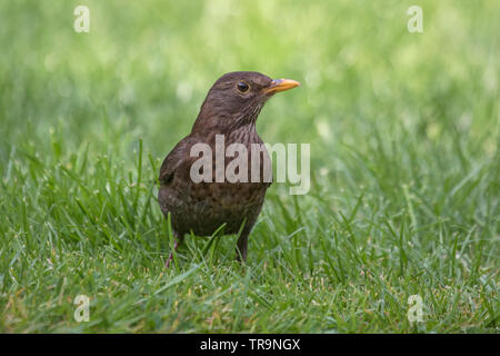 Weibliche gemeinsame Amsel "Turdus merula" auf einem Garten Rasen, England, Großbritannien Stockfoto