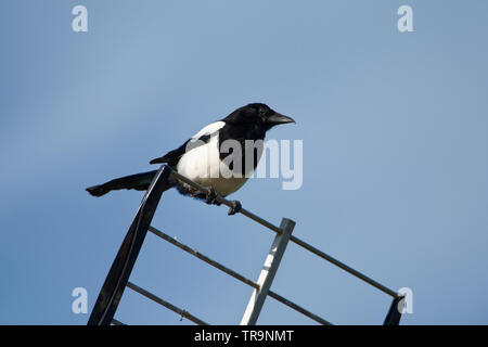 Schwarz-billed Magpie - Pica Pica thront auf einer Fernsehantenne Stockfoto