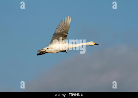 Bewick ´s Schwan oder Tundra-Schwan - Cygnus Bewickii im Flug Stockfoto