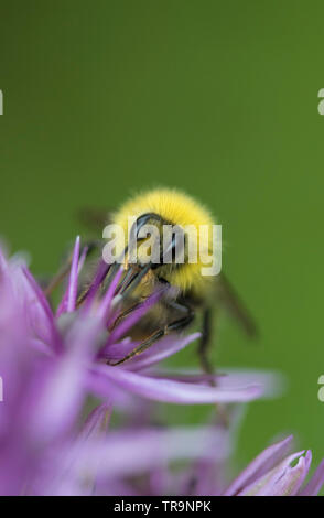 Hummel auf einer Allium Blütenkopf, England, Großbritannien Stockfoto