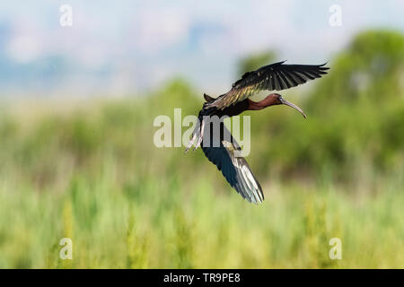 Glossy ibis im Flug Stockfoto
