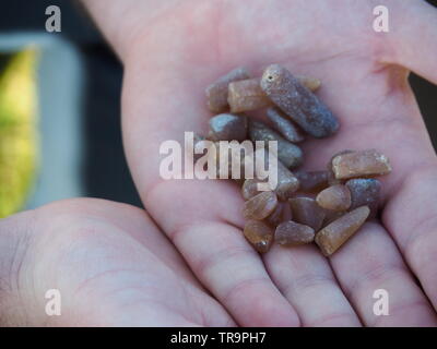 Phosphor Stangen von der Ostsee Strand Stockfoto