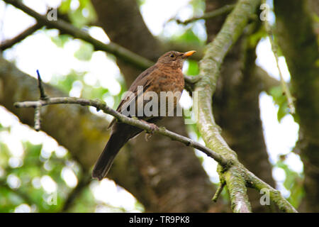 Vogel sitzt auf einem treee Stockfoto