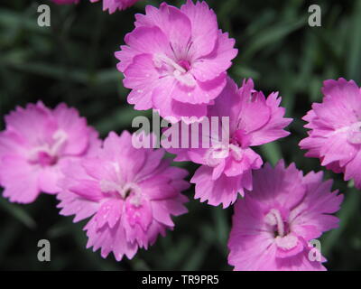 rosa Nelke Blume Nahaufnahme Stockfoto