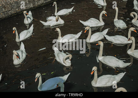 In der Nähe mehrerer Schwäne schwimmen im Kanal an einem sonnigen Tag in Brügge. Charmante Stadt mit Grachten und alte Gebäude in Belgien. Stockfoto