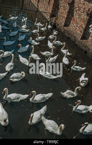 Mehrere Schwäne schwimmen im Kanal direkt neben einer alten Mauer an einem sonnigen Tag in Brügge. Charmante Stadt mit Grachten und alte Gebäude in Belgien. Stockfoto