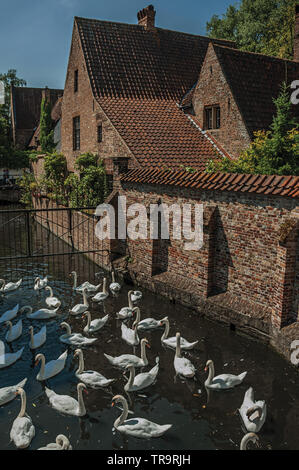 Mehrere Schwäne schwimmen im Kanal neben einem alten Backsteinhaus an einem sonnigen Tag in Brügge. Charmante Stadt mit Grachten und alte Gebäude in Belgien. Stockfoto