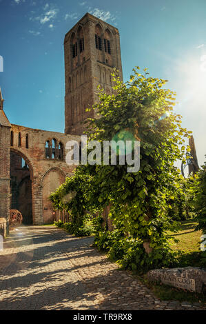 Weg mit Bäumen im Garten der mittelalterlichen Kirche Ruinen, am späten Nachmittag in Damme. Ein kleines und charmantes altes Dorf in Belgien Landschaft. Stockfoto