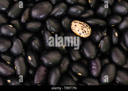 Schwarze Bohnen mit einem einzigen, gefleckt Bean. Konzept für Lebensmittel, Zutaten, Landwirtschaft, Unterschied, Einsamkeit, Andersheit. Platz kopieren Stockfoto