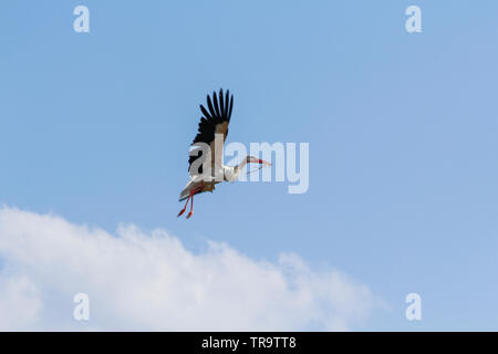 Der Storch mit dem Unkraut fliegt, um ein Nest zu machen. Stockfoto