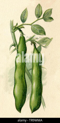 Feld Bohne Bohne, Schweinefleisch Bean, Fava bean, Dicke Bohne, große Bohne Bohne, Rinder, Pferde, Bohne, Faber Bohne oder Dicke Bohne (Vicia faba, Haushaltsbuch, Ca. 1900) Stockfoto