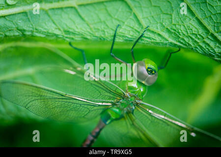 Makroaufnahme der Libelle AUF BLATT Stockfoto