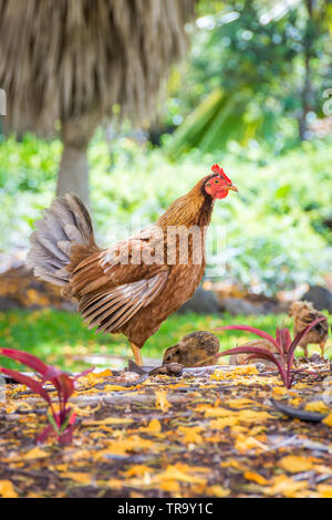 Eine Henne in Alarmbereitschaft, Wache, während Ihr in der Nähe Küken Suche nach Nahrung. Stockfoto