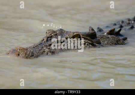 Große Salzwasser Krokodil an Cahills überqueren, East Alligator River, Kakadu, Lügen, für Fische schwimmen über die low-level Causeway. Stockfoto