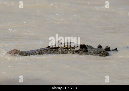 Große Salzwasser Krokodil an Cahills überqueren, East Alligator River, Kakadu, Lügen, für Fische schwimmen über die low-level Causeway. Stockfoto