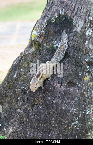 Eine flauschige Palm Eichhörnchen sitzt auf einem Baum. Die Natur von Sri Lanka. Stockfoto