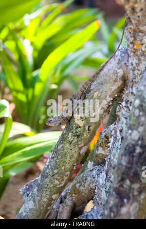 Eine schöne Echse agama sitzt auf einem Baumstumpf. Die Natur von Sri Lanka. Stockfoto