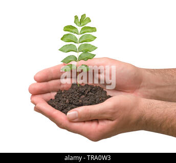 Sapling in Händen Stockfoto