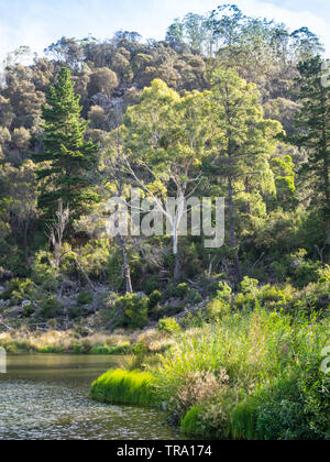 Erste Becken in Cataract Gorge, im unteren Teil des South Esk River in Launceston, Tasmanien, Australien. Stockfoto