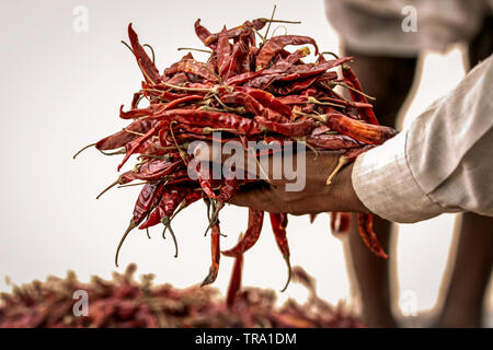Getrocknete rote Chili peppers. Die Hand des indischen Mann hält eine große Handvoll würzigen roten cayenne Chilis mit einem Stapel von Chilis unscharf im Hintergrund. Stockfoto