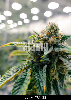Reifen Marihuana nug voll auf Cannabis Pflanzen in kommerziellen Anlagen gewachsen Stockfoto