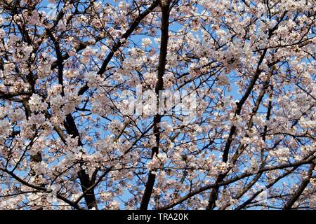 Sakura Kirschblüte während der Hanami Zeit in Seoul, Korea Stockfoto