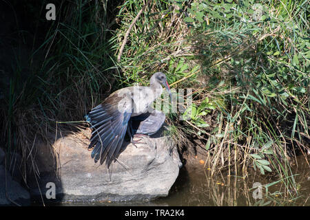 Eine Hadeda Ibis ihre Flügel trocknen nach dem Baden, iMfolozi, Südafrika. Stockfoto