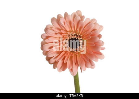 Single Gerbera Blume Kopf auf einem stammzellen vor einem weißen Hintergrund Stockfoto