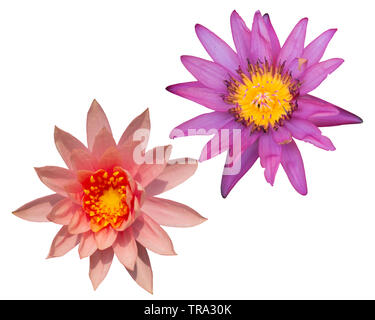 Zwei Lotus auf weißem Hintergrund, Stockfoto