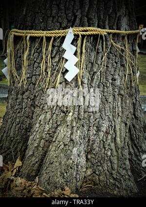 Shide auf Shimenawa um eine Yorishiro Baum in einem japanischen Shinto Schrein Stockfoto