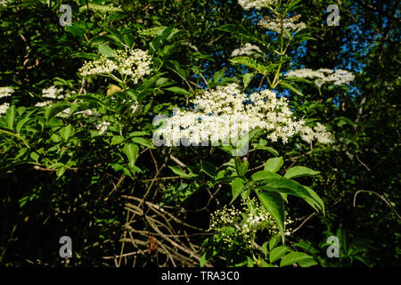 Elderflowers in der Sonne Stockfoto