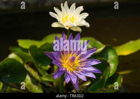 Lila Lotus im Teich auf unscharfen White Lotus Hintergrund, Stockfoto