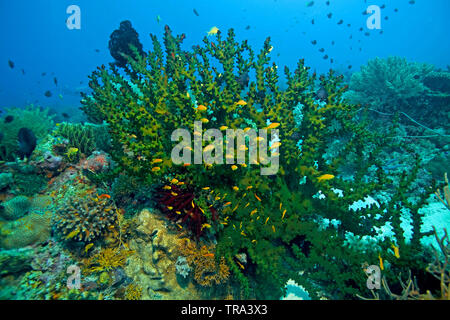 Fahnenbarsche an einem schwarzen Schale Coral (Tubastrea micranthus), Malapascua, Visayas, Philippinen Stockfoto