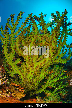 Schwarze Schale Coral (Tubastrea micranthus) mit offenen Polypen, Malapascua, Visayas, Philippinen Stockfoto