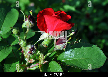 Red rose Knospen Blühen auf Bush, dunkelgrüne Blätter Hintergrund Stockfoto