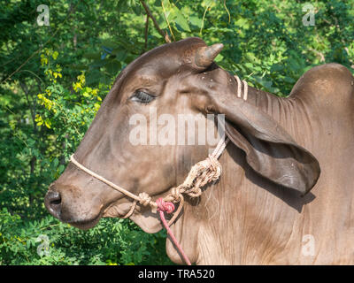 Kalb Gesicht in Thailand, selektiver Fokus, Stockfoto