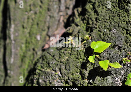 Wenig linden Blatt (Tilia cordata, Kleine-leaved Lime, gelegentlich littleleaf Linden oder kleine-leaved Linden) Ausgehend von der riesigen Baumstamm zu wachsen. Stockfoto