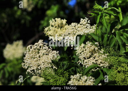 Holunder, Sambucus, Elder genannt, Blumen in der Sonne. Stockfoto