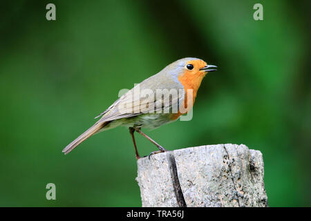 Robin (Erithacus Rubecula) auf Holz- stumpf gehockt Stockfoto