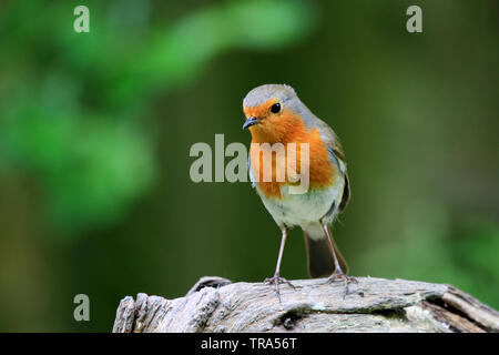 Robin (Erithacus Rubecula) auf Holz- stumpf gehockt Stockfoto