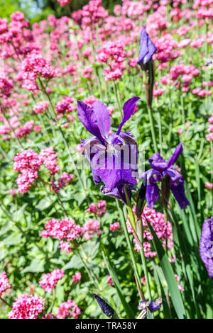 Gemischte Blumen blau Iris pumila, rot Baldrian, Centranthus ruber Coccineus in flower bed Stockfoto