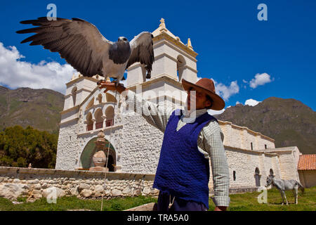 Condor in Gefangenschaft Stockfoto