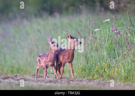 Zwei Rehe Kitze, Zwillinge Stockfoto
